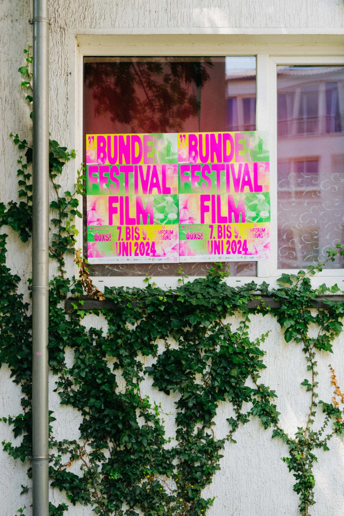 Two pink and lime-green Bundes.Festival.Film. posters in a small window of a white exterior wall surrounded by ivy.