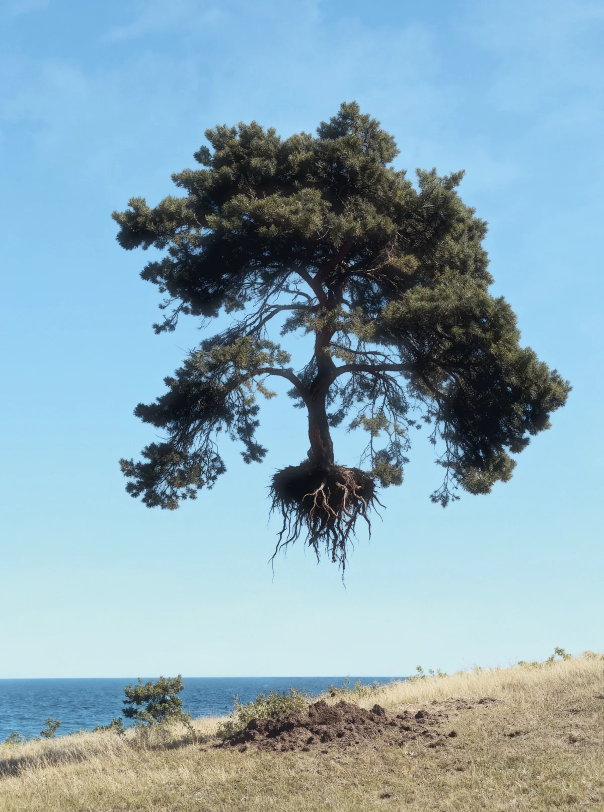 A tree with exposed roots floats above a grassy coastline, with blue sky and sea behind it.